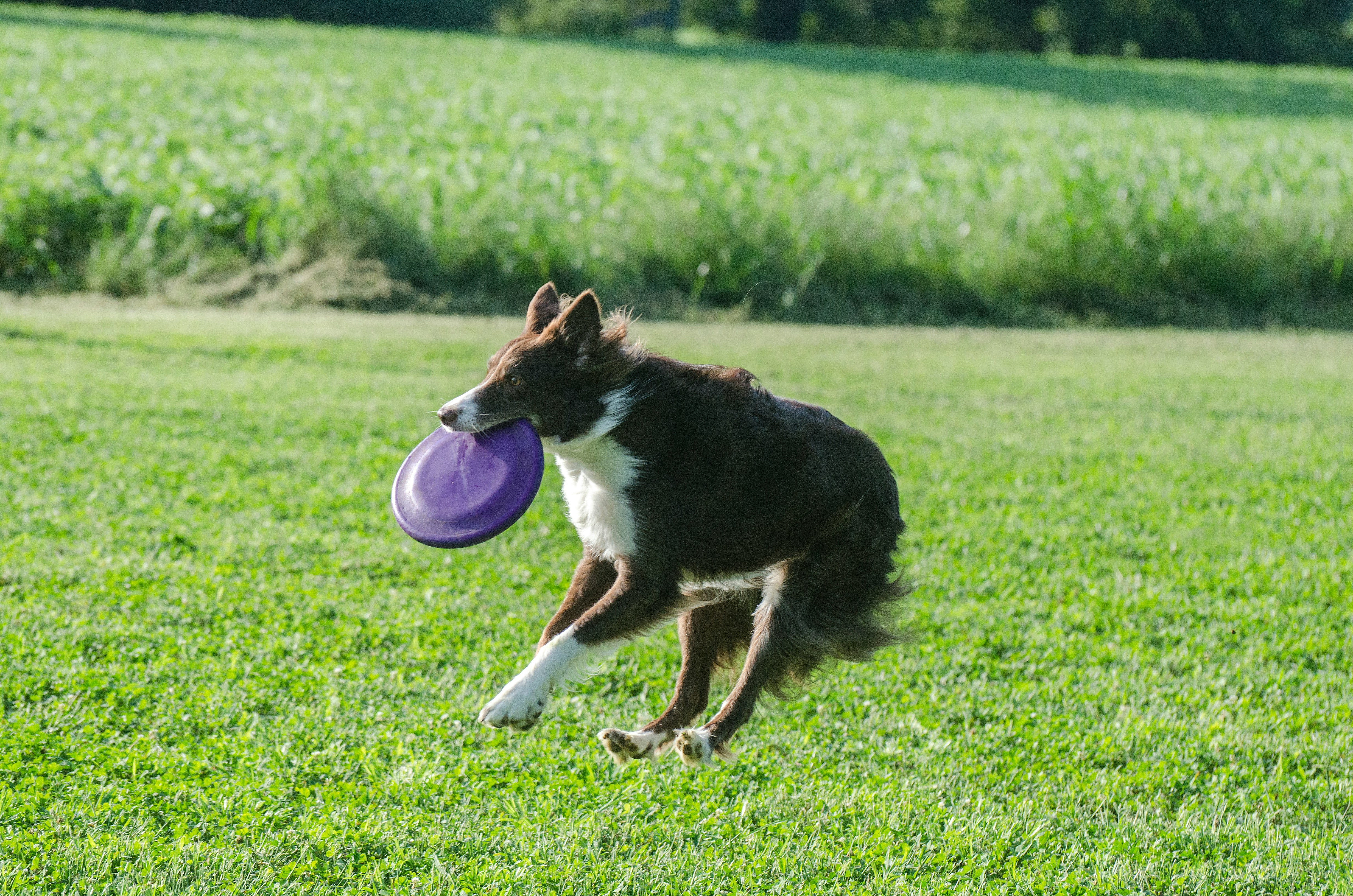 an image of dog running with joy